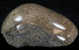 Thick Polished Fossil Coral Head - Morocco #35343-2